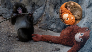 Why is everyone obsessed with this monkey and his toy?