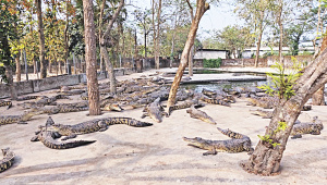Mymensingh_crocodiles.jpg