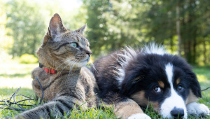 Pet neutering tips every dog and cat owner should follow
