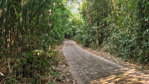 road-inside-forest.jpg