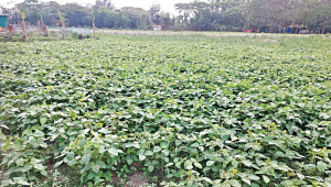 Bangladesh soybean import from USA increase