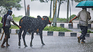 Rain-dampens-cattle-sales.jpg