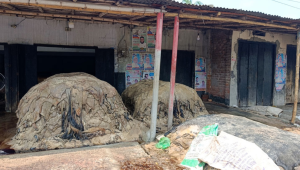 Every Eid-ul-Azha, Natore becomes the largest rawhide wholesale hub in the region. Photo: Star
