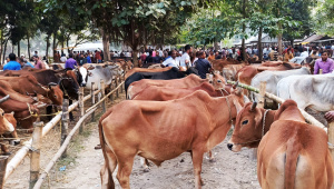 cattle market trends before Eid-ul-Azha 2026
