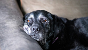 Is your pet over 10? These care tips could save their life