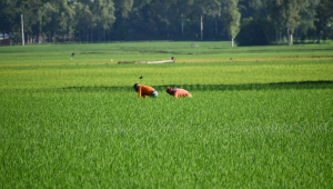 OP_1-Agricultural_sector.jpg