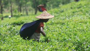 Tea new .jpg