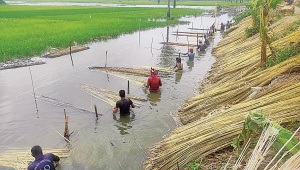 Jute-farmers.jpg