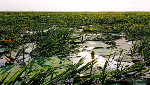 Poddo-Beel--no-flower.jpg