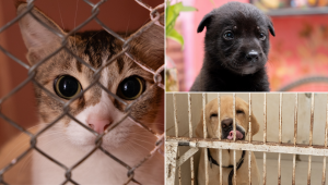 Why we owe street animals a better solution than culling 
