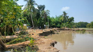 Riverbank erosion began on September 11 along the left bank of the Madhumati in the Dubushi and Shikdarpāra areas of Ichakhali village under Jalalabad Union in Gopalganj Sadar upazila. Photo: Star