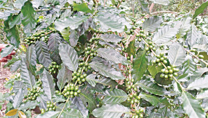 Coffee Cultivation in Bangladesh