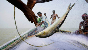 hilsa-file-reuters.jpg
