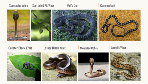 habibat day_snake.png