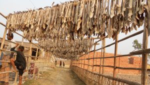 fish-drying-centres-Cox-Bazar.jpg