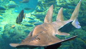 Bowmouth-Guitarfish-found-Bay-of-Bengal.jpg