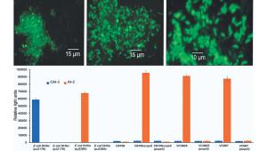bacteria in various forms.jpg