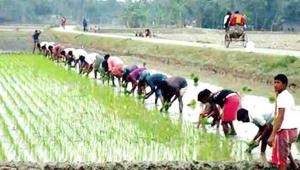 Boro cultivation Gaibandha.jpg