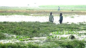 boro paddy Gaibandha.jpg