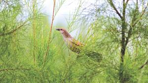 Bristled Grassbird.jpg