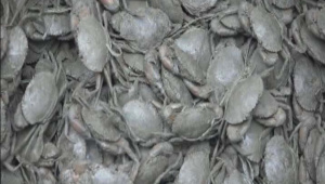Crab farming