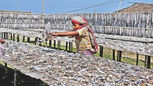 dried fish 1.jpg