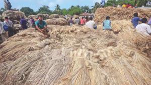 Jute farmers gather  produces .jpg