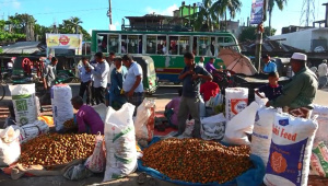 Laxmipur betel nuts.jpg