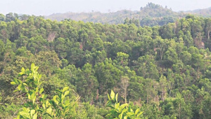 nature-based-solutions.jpg