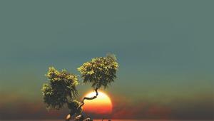 The Sapling And Life