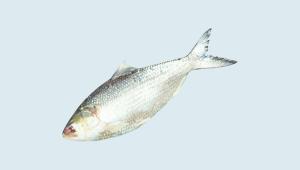 Thoughts of a Hilsha