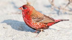red-munia.jpg