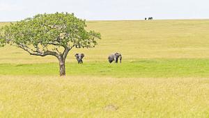 Maasai Mara-Serengeti