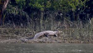 khulna crocodile