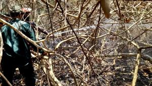 Protecting Sundarbans from future forest fires