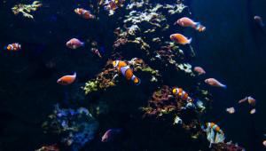 5 best water zoos in Asia you thought never existed