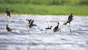 Biodiversity conservation requires more than just frameworks