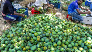 mango export from Bangladesh