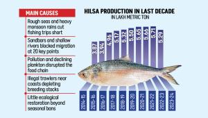 Hilsa fish production in Bangladesh