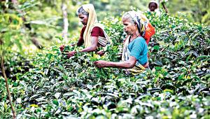 women tea workers struggles in Bangladesh