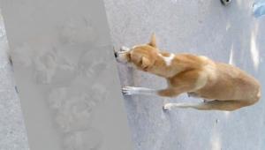 OP 2 - A mirror held by a dog reflecting our moral decaying_dd82.jpg