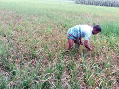 A farmer examines.jpg