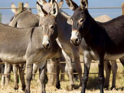 Donkeys-web.jpg