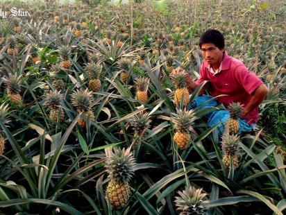 farmer shows pineapple
