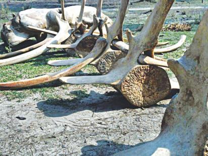 Parts of a skeleton.jpg