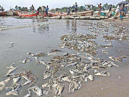 waste of hilsha.jpg