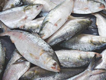 hilsa_9.jpg