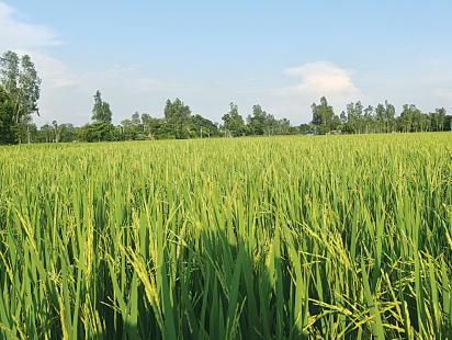 bangladeshs-annual-rice-production.jpg