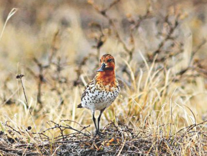 a_conservation_effort_spanning_borders