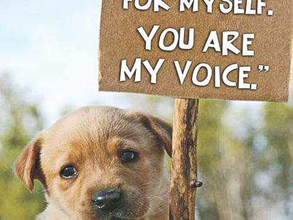 Empathy, Abuse & Animals